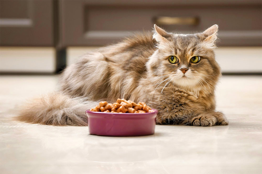 10 продуктів, які не можна давати кішкам – 2