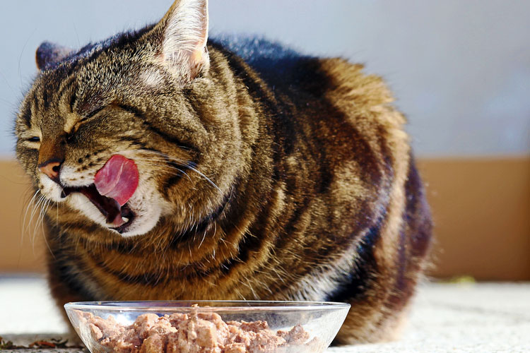 10 продуктів, які не можна давати кішкам – 3