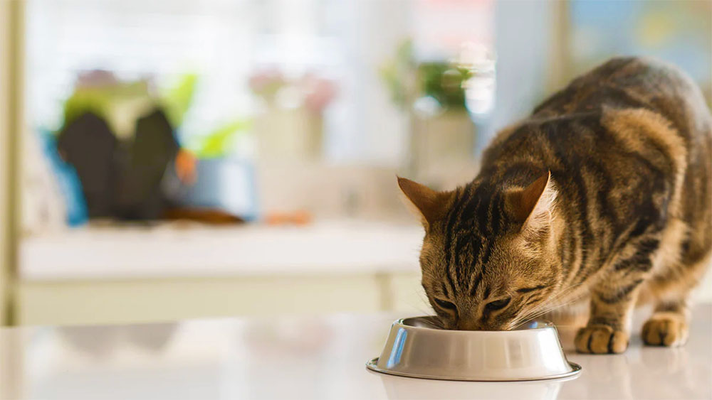 10 продуктів, які не можна давати кішкам