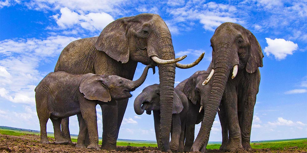 25 цікавих фактів про слонів