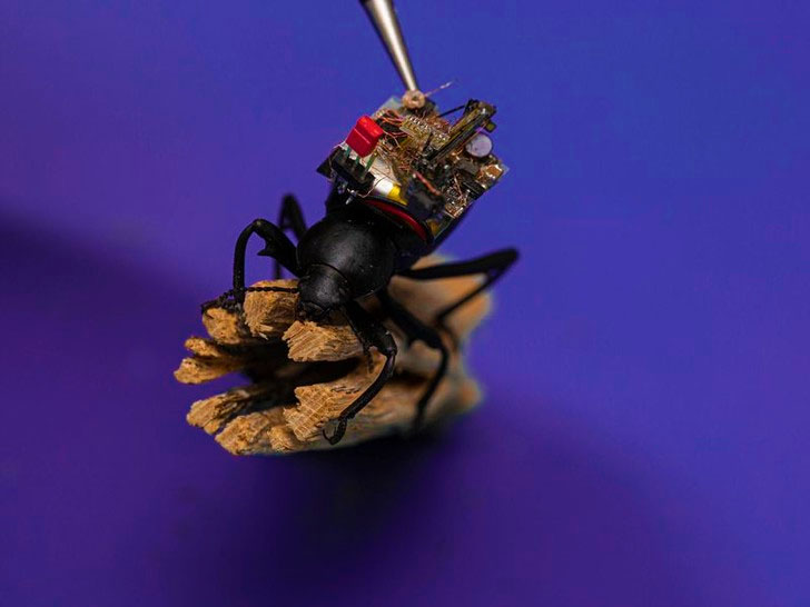 Американські вчені зробили відеокамеру для жука