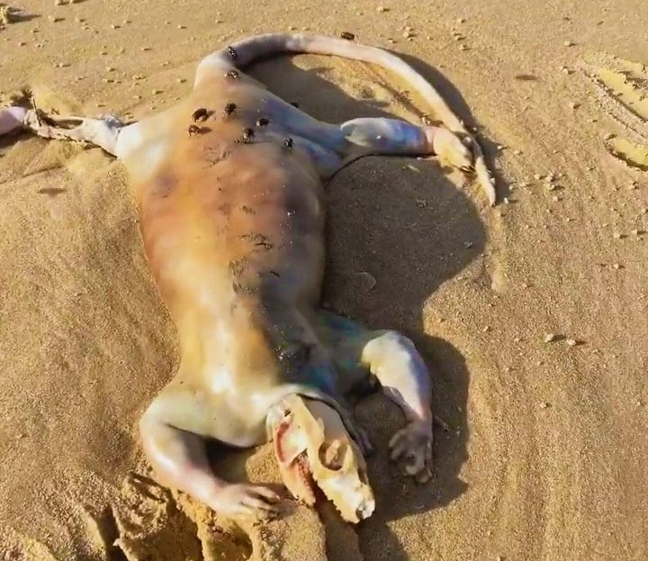 Австралієць знайшов на березі океану тіло загадкової істоти