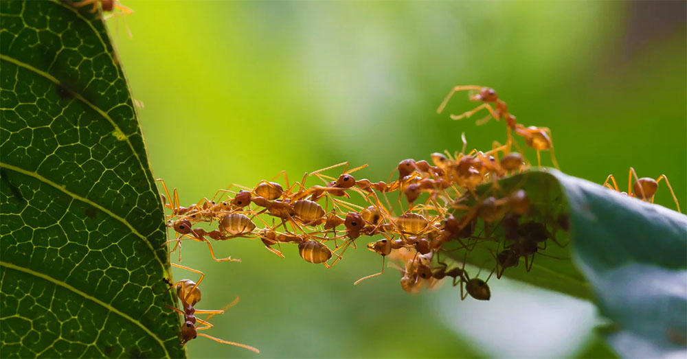 Біологи підрахували чисельність усіх мурах на Землі – 2