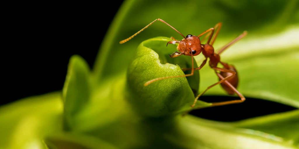 Біологи підрахували чисельність усіх мурах на Землі