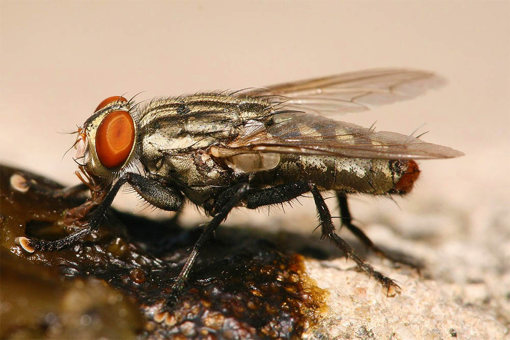 Блювота звичайних мух виявилася небезпечнішою за укуси їх кровососних родичів – 2