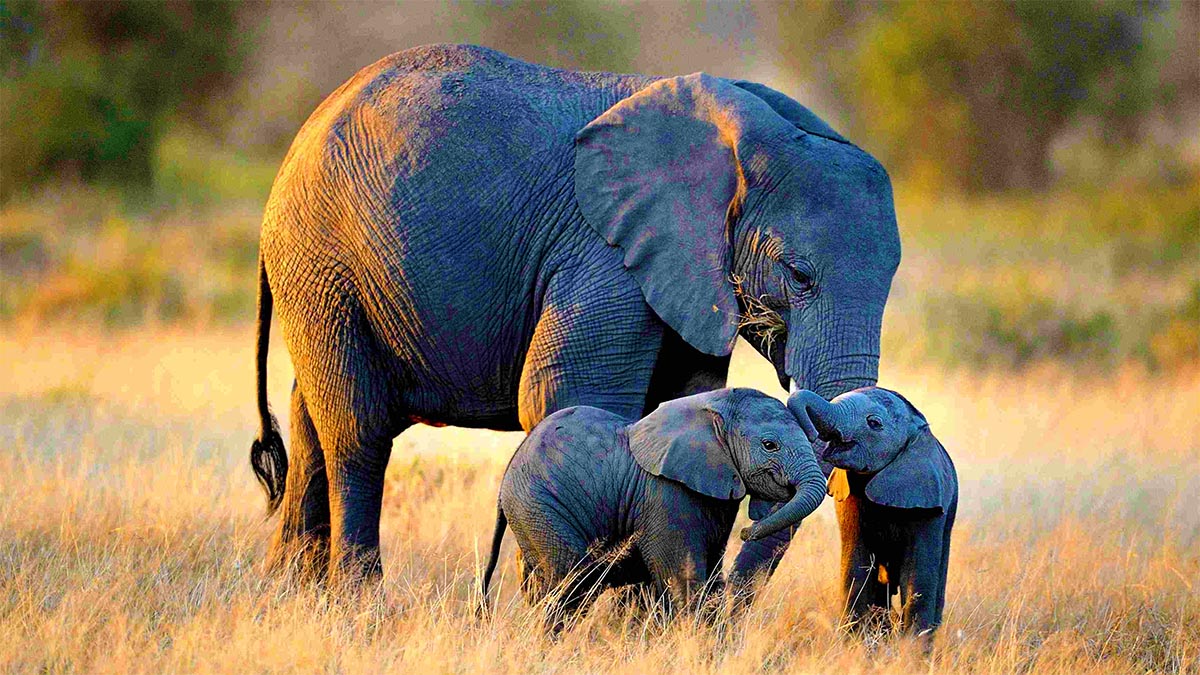 Чи правда, що у слонів чудово розвинена пам'ять — 2