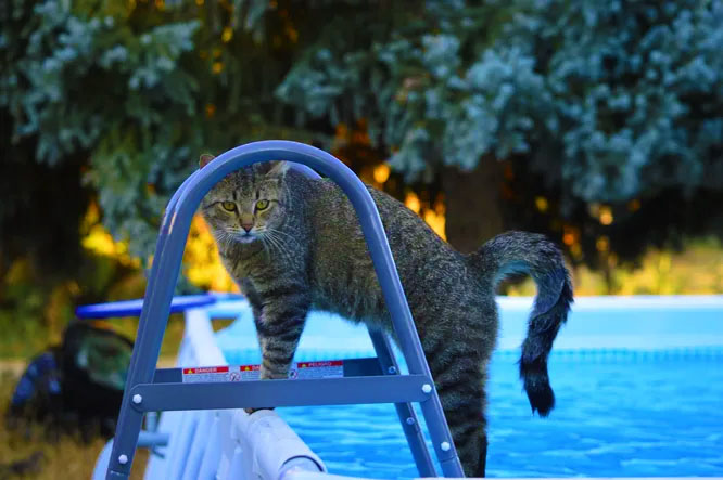 Чому коти не люблять воду, а собаки обожнюють купатися – 2