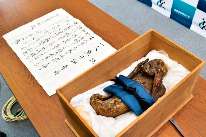 Японські вчені досліджують ДНК мумії-русалки з тілом мавпи та риб'ячим хвостом – 2