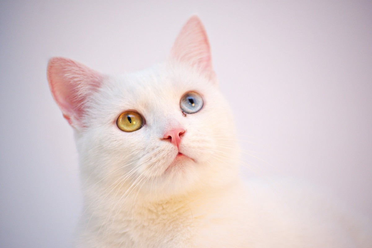 Кіт з різнокольоровими очима