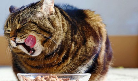 10 продуктів, які не можна давати кішкам