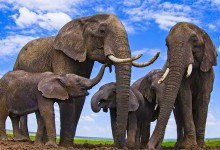 25 цікавих фактів про слонів