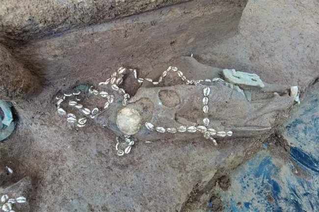 Археологи виявили останки коней та воїнів у стародавній китайській гробниці – 3
