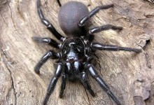 ТОП-10 найнебезпечніших павуків на планеті