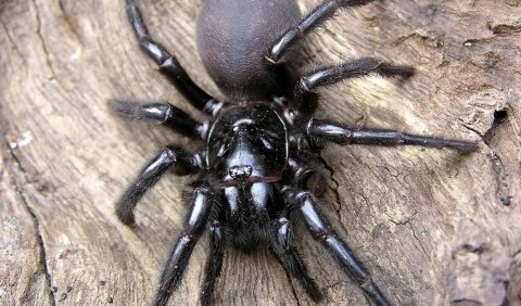 ТОП-10 найнебезпечніших павуків на планеті