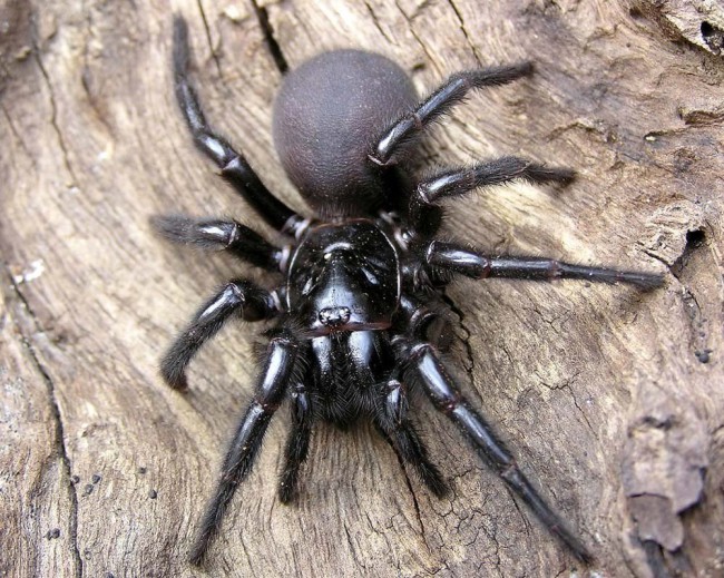 Сіднейський лейкопаутинний павук