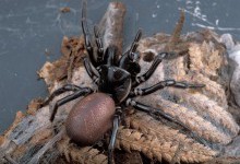 У отруті павука знайшли речовину, яка рятує клітини серця