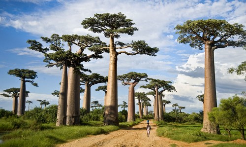 Баобаби – найбільші дерева світу – discover.in.ua