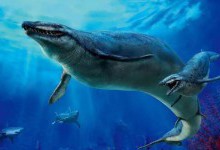 Базилозавр — стародавній 17-метровий кит, який ковтав акул та інших китів