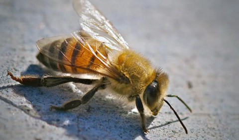 Бджоли та оси: у чому їх відмінності та кого варто побоюватися на природі