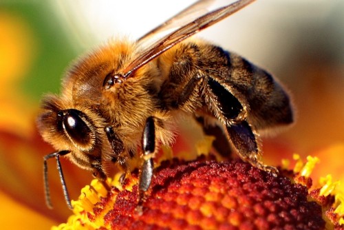 Бджола збирає квітковий нектар