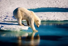 Білі ведмеді можуть зникнути до 2100 року