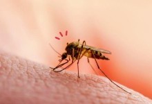 Біологи пояснили, чому одних людей комарі кусають частіше за інших 