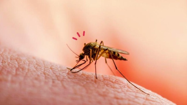 Біологи пояснили, чому одних людей комарі кусають частіше за інших – 2