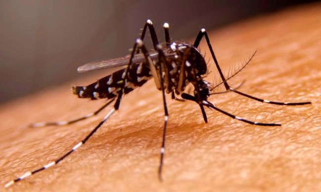 Біологи пояснили, чому одних людей комарі кусають частіше за інших