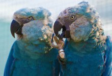 Назад у джунглі: «вимерлі» блакитні ара почали повертатися у дику природу