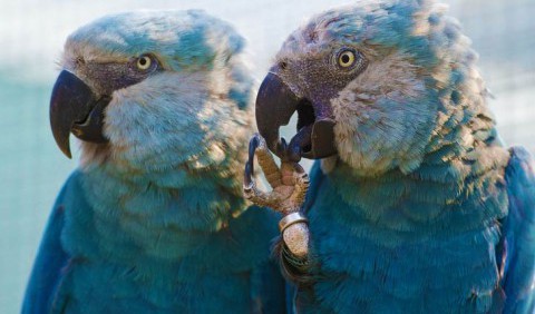 Назад у джунглі: «вимерлі» блакитні ара почали повертатися у дику природу