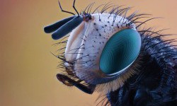 Блювота звичайних мух виявилася небезпечнішою за укуси їх кровососних родичів
