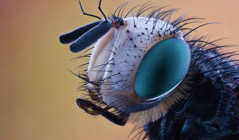 Блювота звичайних мух виявилася небезпечнішою за укуси їх кровососних родичів