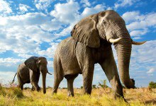 Чи правда, що у слонів чудово розвинена пам'ять?