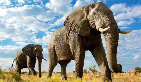 Чи правда, що у слонів чудово розвинена пам'ять?