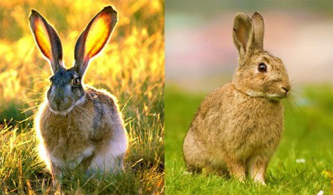 Чим заєць відрізняється від кролика?
