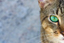 Чому кішки виляють тулубом перед тим, як накинутися на здобич