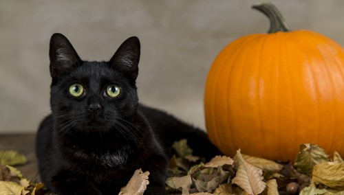 Чорні коти - невід'ємний атрибут Хелловіна