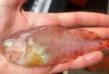 Напівпрозору «рибу-желе» знайшли у водах Аляски