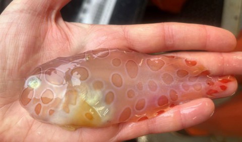 Напівпрозору «рибу-желе» знайшли у водах Аляски