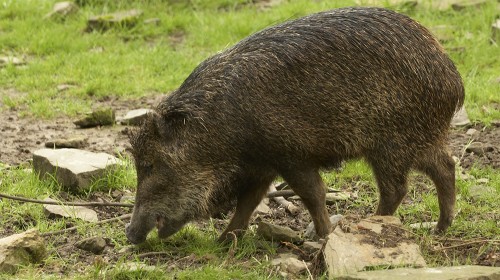 Дика свиня у пошуках поживи