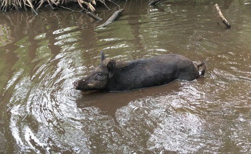 Дикі свині чудово плавають