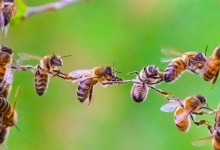 Електрика від рою бджіл може змінювати погоду: вчені розповіли, як саме