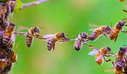 Електрика від рою бджіл може змінювати погоду: вчені розповіли, як саме
