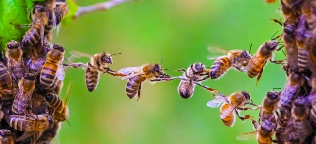 Електрика від рою бджіл може змінювати погоду