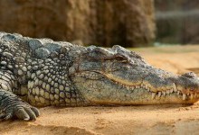 Дослідники пояснили, чому крокодили так мало змінилися з часів динозаврів