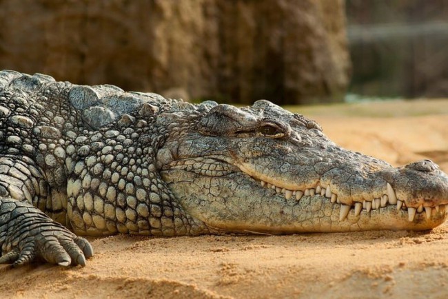 Філіппінський крокодил — один із видів крокодилів, які сьогодні живуть