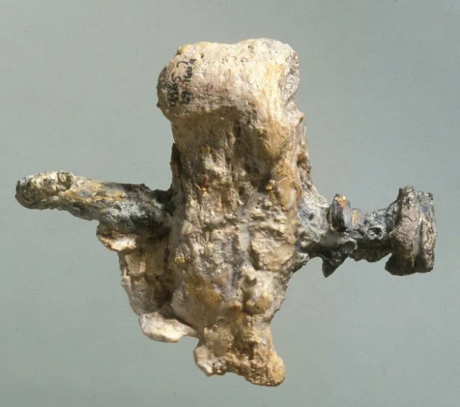 Фрагмент кістки п'яти, цвях і фрагмент оливкової дошки з печерного поховання в Єрусалимі.
