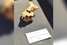 Фрагмент обличчя найдавнішого європейця виявлено в Іспанії