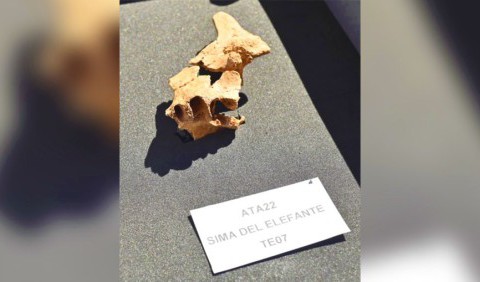 Фрагмент обличчя найдавнішого європейця виявлено в Іспанії