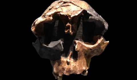 В Іспанії знайшли найдавніші останки Homo у Європі